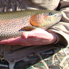 An angler fly fishing in toccoa river