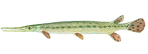 Longnose Gar