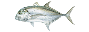 Giant Trevally