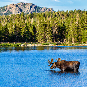 Moose at national park