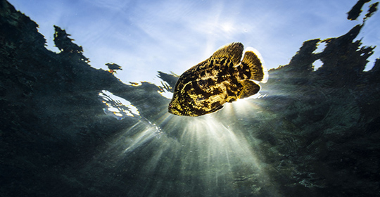 Tripletail-540x280.jpg