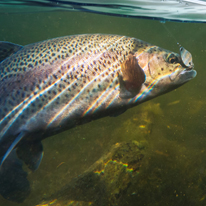 fishing lakes in california for trout