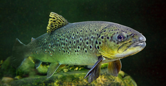 Lake-trout-540x280.jpg