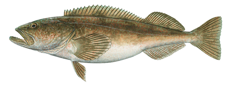 Lingcod