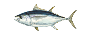 Bigeye Tuna