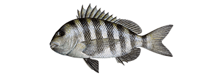 Sheepshead