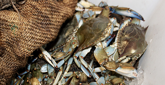 blue-crab-harvest-540x280.jpg