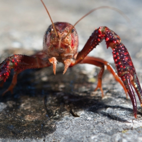 This is where to catch crawfish in southern California