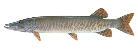 Muskellunge