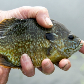 angler enjoying sunfish fishing in Minnesota