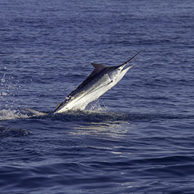 marlin fish species