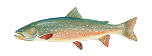 Arctic Char