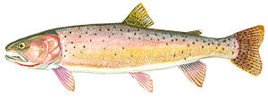 Cutthroat Trout