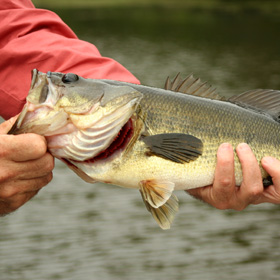 bass fishing 