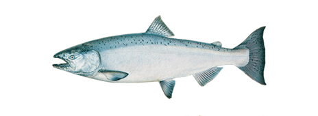 King Salmon