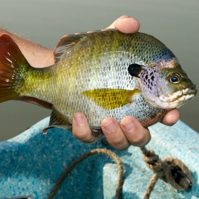 bluegill Fly Fishing in Illinois