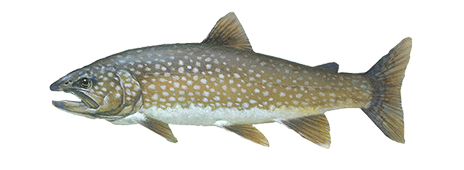 Lake Trout