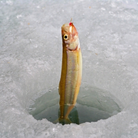 smelt ice fishing tips