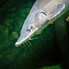beluga sturgeon endangered specie