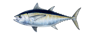 Blackfin Tuna