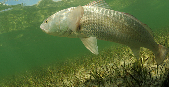 Redfish-540x280.jpg