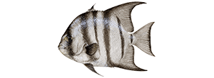 Atlantic Spadefish