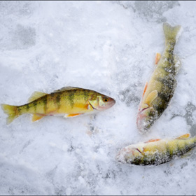 yellow perch on ice