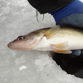 Angler catch after using ice fishing rods for walleye