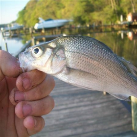white perch fishing tips