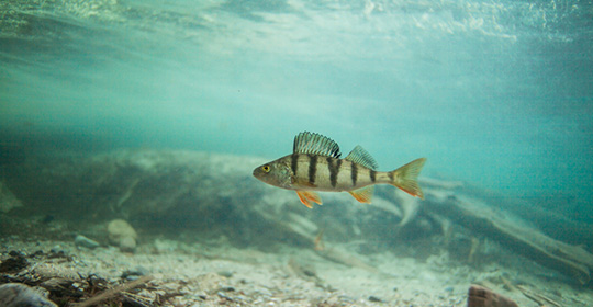 Fish-swimming-540x280.jpg