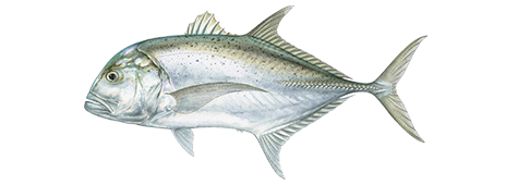 Giant Trevally