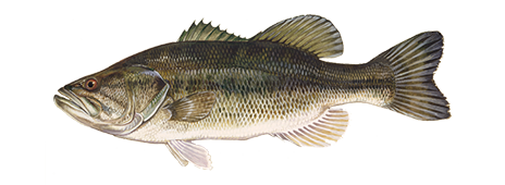 Largemouth Bass