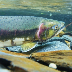 salmon fishing tips for beginners