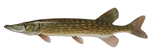 Chain Pickerel