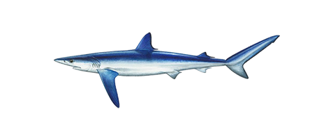 Blue Shark