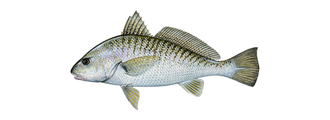 https://www.takemefishing.org/getmedia/69e01c10-3709-4533-8894-4bd349291630/atlantic-croaker-464x170-Copy.png?width=464&height=170&ext=.png