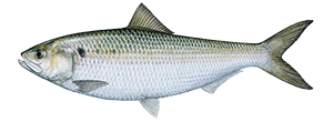 American Shad