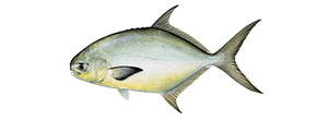 Pompano