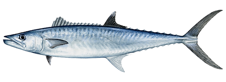 King Mackerel