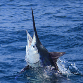 blue marlin jumping out of the water 