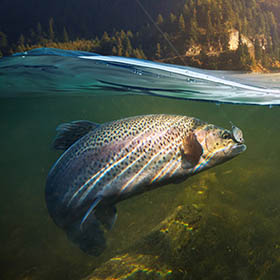 trout fishing summer