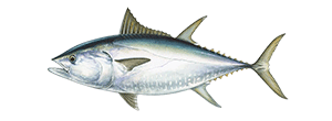 Bluefin Tuna