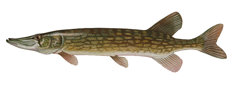 Chain Pickerel