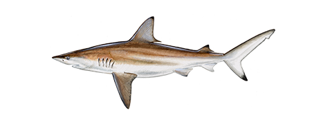 Whaler Sharks