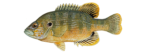 Green Sunfish