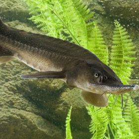 fish restoration projects for sturgeon