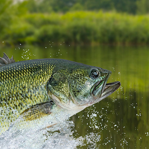 Bass Fishing Basics - Take Me Fishing