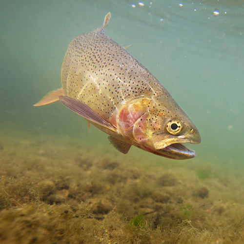 Fishing Basics on How to Catch Sea trout 
