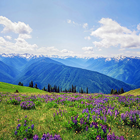 Olympic National Park photo of mountains