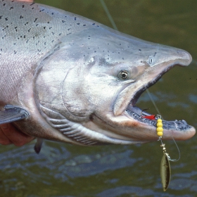 best salmon lures for rivers